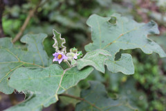Solanum indicum